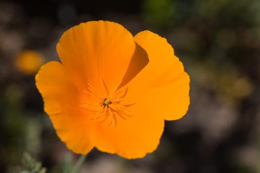 Yolk Flower