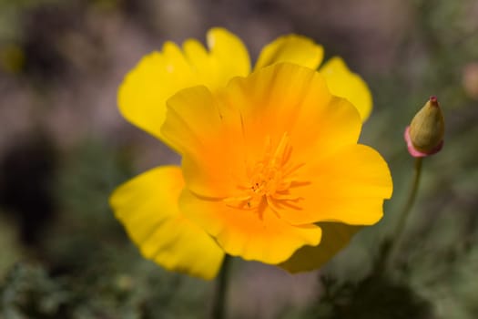Yolk Flower