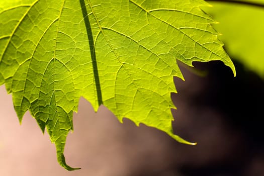Vine leaf