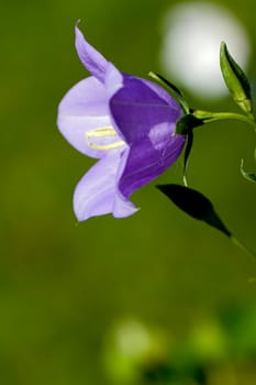 Bellflower