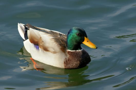 Mallard