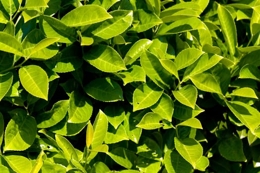 Cherry laurel in the garden