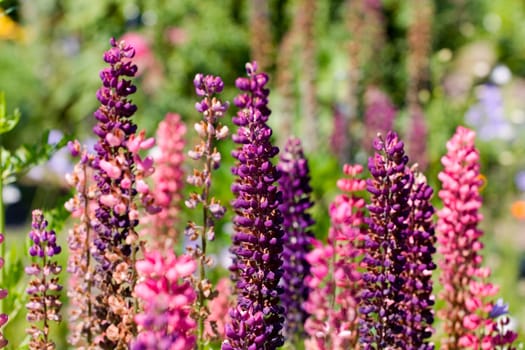 Colorful lupins