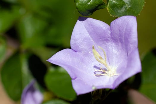 Bellflower