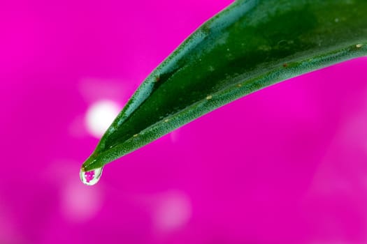 Aloe Vera with drops