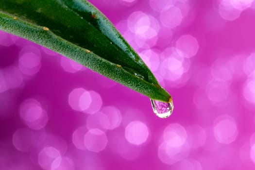 Aloe Vera with drops