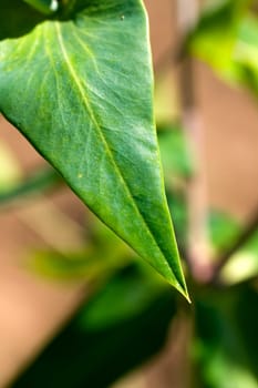 Cherry laurel leaf in the garden