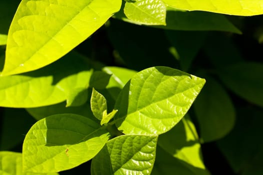 Cherry laurel in the garden