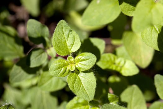 Oregano Leaves