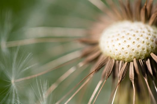 Dandelion - Taraxacum