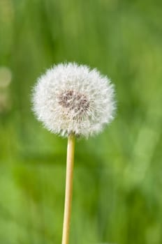 Dandelion - Taraxacum