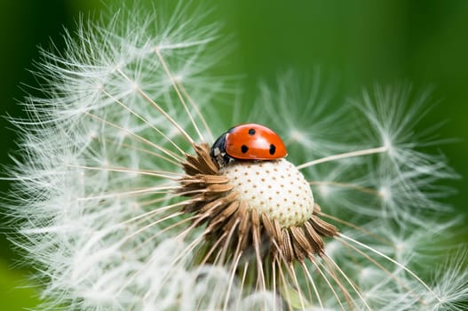 Ladybug on a dandelion