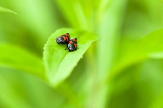 Blood leafhoppers - Pair - Cercopidae