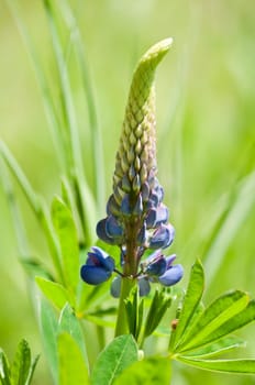 Many-leaved lupine Lupinus polyphyllus