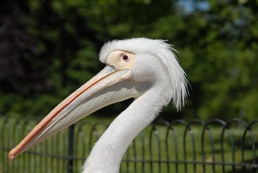 Pelican