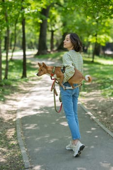 A young beautiful woman holds a dog in her arms for a walk. non-barking african basenji dog