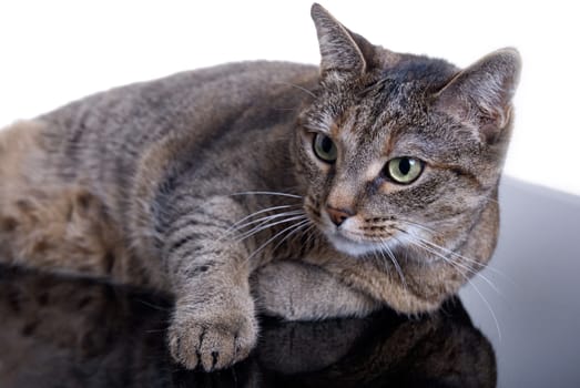 (cat animal) without big