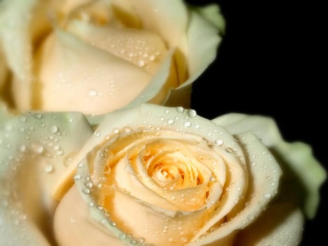 rose without hip without rosehip