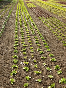 Lettuce cultivation