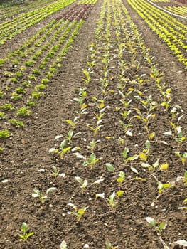 Lettuce cultivation