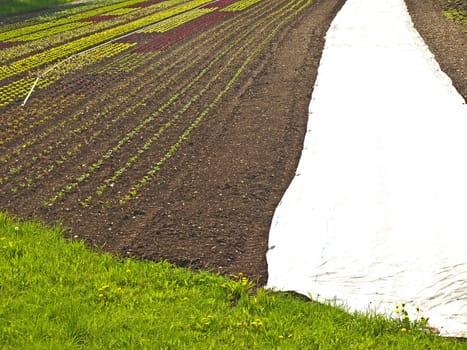 Lettuce cultivation