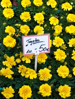 Tagetes