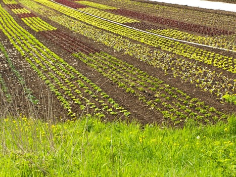 Lettuce cultivation