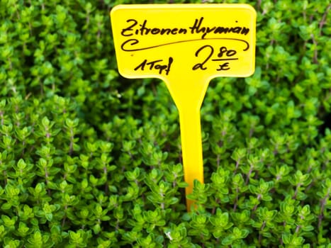 Thyme