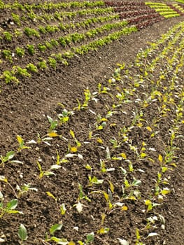Lettuce cultivation