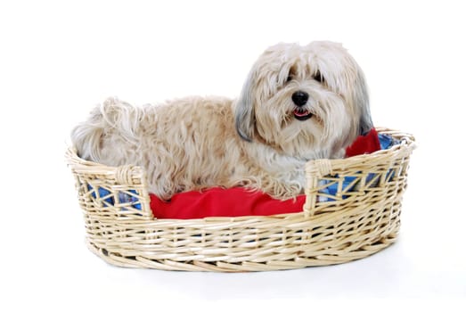 Havanese