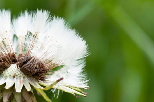 Dandelion - Taraxacum
