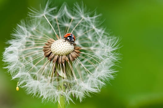 Ladybug on a dandelion