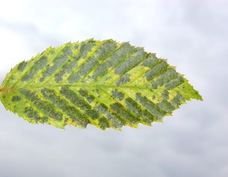 Autumn leaf against gray sky