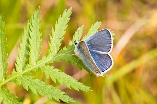 Blue - Lycaenidae