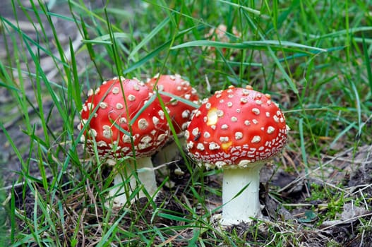 Amanita muscaria