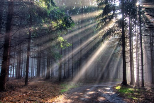 God beams - coniferous forest in fog
