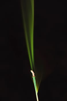 Smoke 4