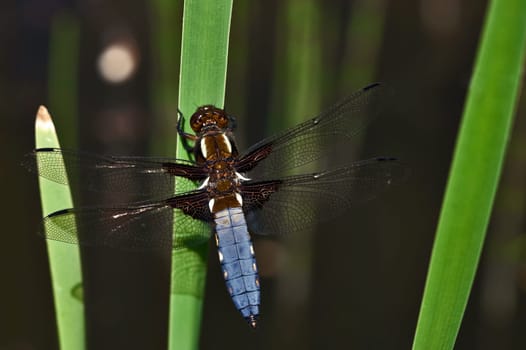 Flat-bellied dragonfly