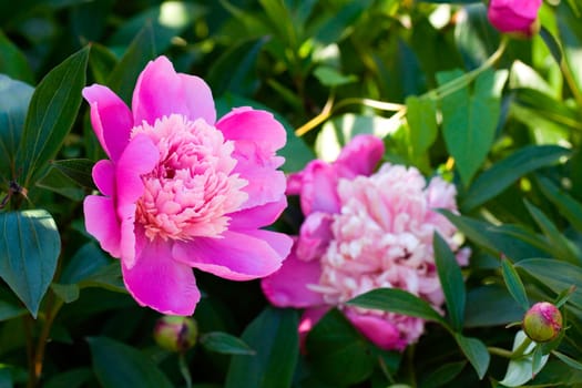 Pink Rose