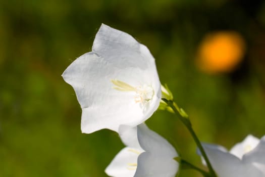 Bellflower