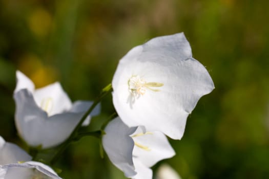 Bellflower