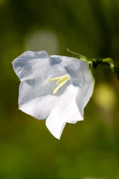 Bellflower