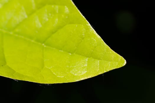 Cherry laurel leaf in the garden