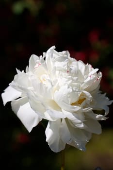 White Rose