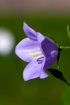 Bellflower