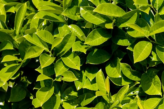 Cherry laurel leaf in the garden
