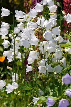 Bellflower