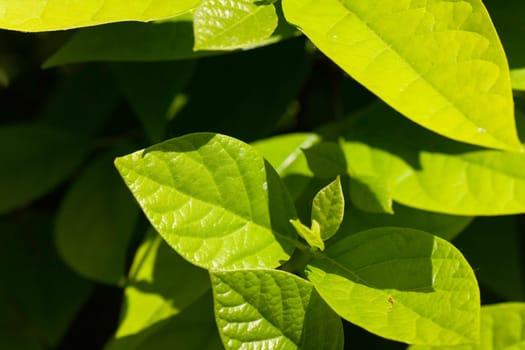 Cherry laurel leaf in the garden
