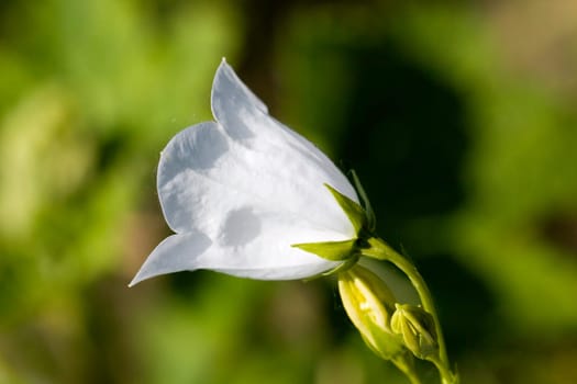 Bellflower