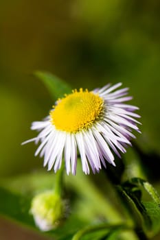 chrysanthemum